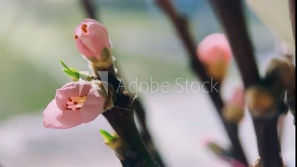 spring, a sprig of peach branch with delicate pink buds and flowers, everything comes to life, flowering, macro, close up, fruit trees blossom, comes to life