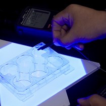 TDP-43 Phase Transitions in Zebrafish - JoVE Journal