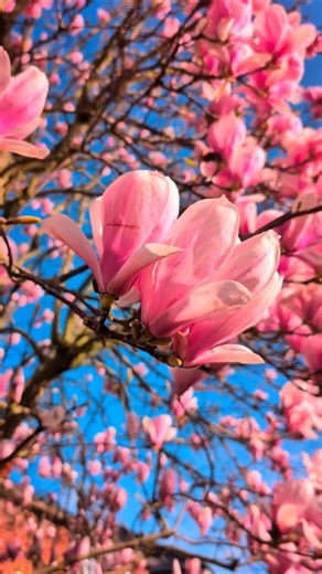 Spring Vibes in 19 Seconds 🌷 #viral #shorts #trending #youtubeshorts #reels #nature #song #spring