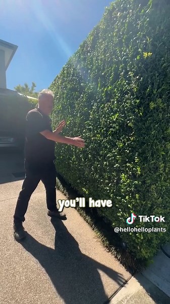 Hello Hello Plants Nursery (@hellohelloplants) - Enhance Your Garden with Orange Jessamine Hedge Plants