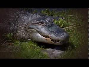 National Geographic Documentary The Evolution of Jaws Documentary 2017