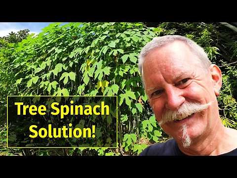 Chaya/Tree Spinach: An Edible Landscaping Solution