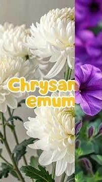 best flower plants to grow at home