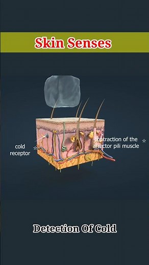 Skin Senses #skin #3danimation #biology #medical