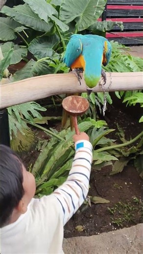 El is feeding the Blue Macaw. Yum-yum, the bird is so tame, El. 😍