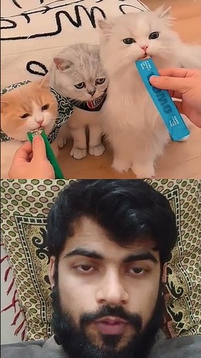 My 7 cats feeding time #status