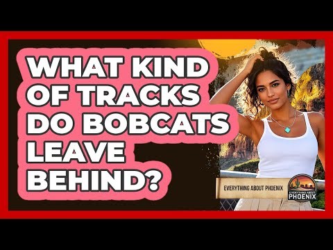 What Kind Of Tracks Do Bobcats Leave Behind?