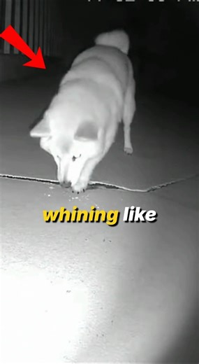 This Dog Wouldn’t Stop Digging — What They Found Saved the Family