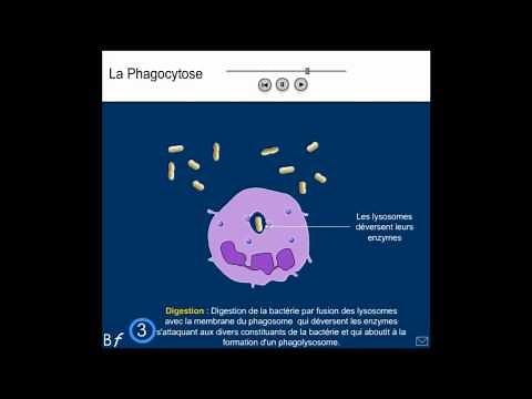 La phagocytose (Animation et explication simple) #shorts