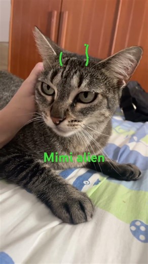 Mimi alien #memes #caminhoparaumavidamelhor