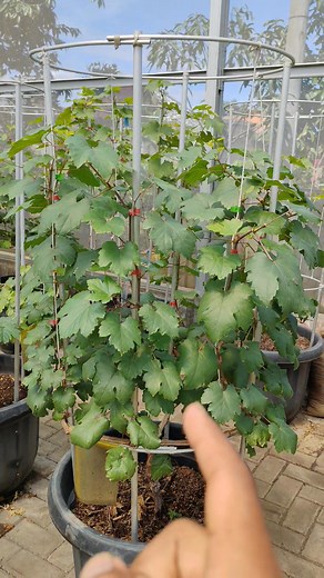 40K views · 577 reactions | Siapa bilang anggur cuma bisa tumbuh di luar negeri? Di Indonesia pun bisa subur dan manis banget hasilnya. Dengan bibit unggul dan perawatan sederhana, kamu juga bisa punya kebun anggur sendiri di rumah. Yuk mulai tanam dari sekarang   Cibinong, Bogor  0812-9750-2707 #AnggurIndonesia #KebunRumah #BerkebunItuSeru #TanamanBuah #HobiBerkebun #ViralBerkebun #BelajarBerkebun #AnggurLokal #GardenVibes #Fyp | Imam Aprilanto | Facebook