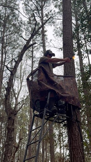 Things happen in the tree