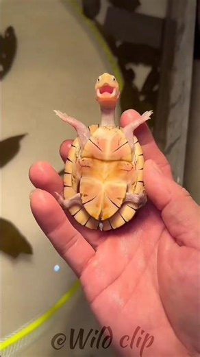 Beautiful Wild Animals transformation! 💀