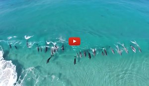 A Dolphin Party Wave | The Inertia