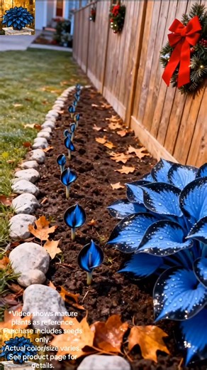 🌈✨ Transform Your Garden with Giant Caladium Bulbs! 🌿🎉 Unleash your inner color wizard and create a stunning oasis right at home! These vibrant bulbs will bring your garden dreams to life, adding pops of color that wow all season long. 🌸🌼 Don’t wait—plant the magic today and watch your garden flourish! 🛒💚 #GardenGoals #ColorfulDreams | Reachbound/8