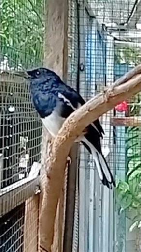 Distinctive sound of a Magpie Robin | Bird sound #birds #birdsounds