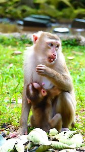 Lovely monkey | Monkey Magic