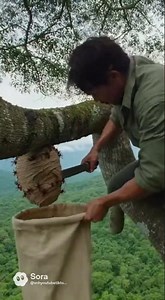 catching beehives high up in trees