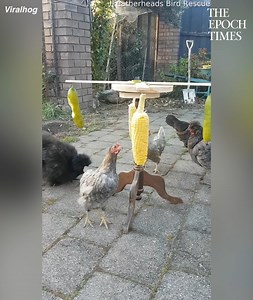 236K views · 743 reactions | Chickens entertained by exercise wheel 藍 | Bright | Facebook