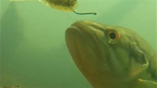 🎣Drop Shot不抖才是王道！