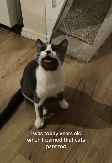 Cats Panting: Surprising Facts About Feline Behavior