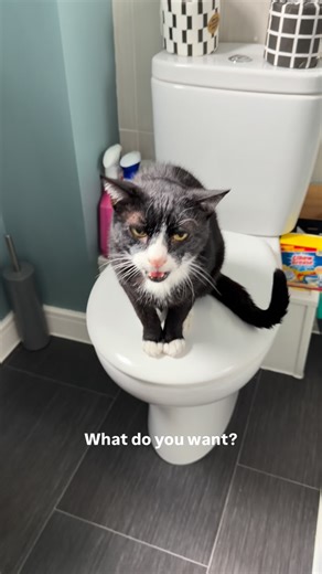 Sir Arthur Meows on Instagram: "I walk into the bathroom and the cat is on the toilet. Shouting! What does he want this time? #catsdaily #catvideo #catgram #catmom #catlover"