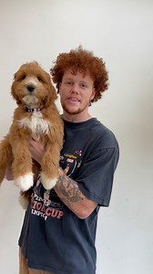 8.4K views · 817 reactions | The perfect goldendoodle pups!! #goldendoodle #doodle #puppy #puppies | Honey Mountain Kennels | Facebook