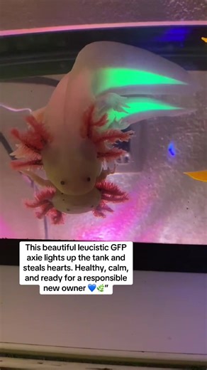 This beautiful leucistic GFP axie lights up the tank and steals hearts. Healthy, calm, and ready for a responsible new owner 💙🌿”#axolotls #