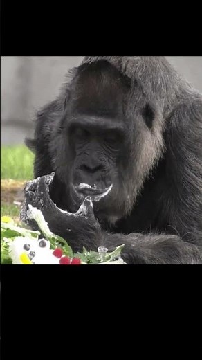 Funny gif videos. #shorts