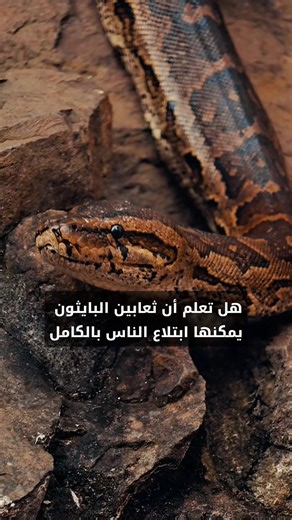 Pythons Can Swallow Humans Whole! 🐍😱 #didyouknow #facts #snake #python #viral #factshorts #shorts