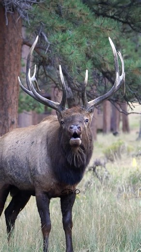 284K views · 5K reactions | Should I bugle, chuckle, or glunk? www.GoodBullGuided.com #photography #wildlife #nature #reels #explorepage #rmnp #elk #bullelk | Good Bull Guided | Facebook