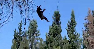 Bear dramatically falls from 49-foot-tall tree
