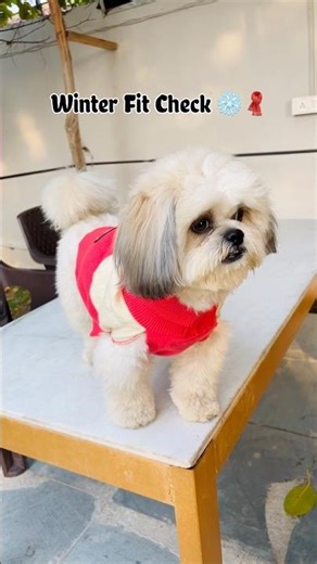 My new outfit🧣🐶|Dog sweater| #fashion #outfit #dog #viral #pets #petparents #winter #winterwear