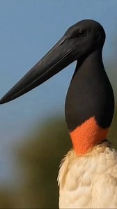 Jabiru means swollen neck jabiru storks are tallest flying bird in South and Central America ##jabiru##stork##tallest##flying##bird##central##south##America##facts##nature##wildlife##dira##saha##facebook##reel# | Dira Saha