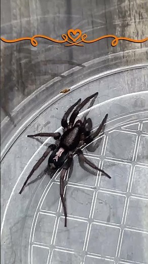 Eastern Parson Spider #shorts