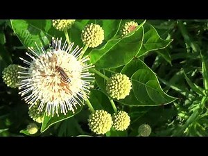 Cephalanthus occidentalis Buttonbush