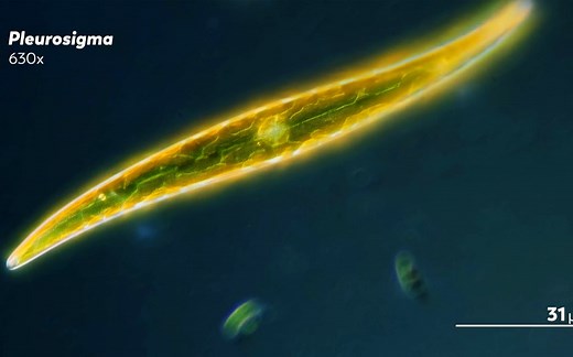地球上的“硅基”生命。