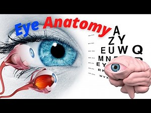Eyes anatomy & function - made easy - eyeball 3d animation.