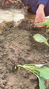 Planting techniques👌 #plantingtips #planting #plants #gardening #gardeningtips #vegetables #growing | Gardening & Landscape Ideas