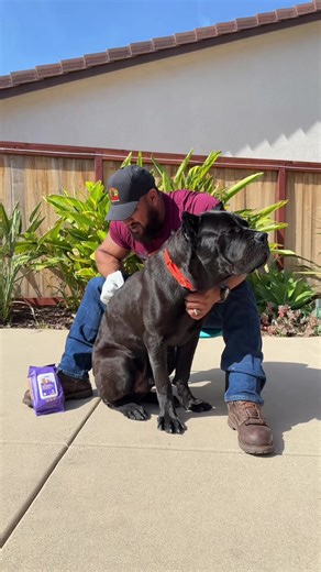 How to Eliminate Unpleasant Dog Odors