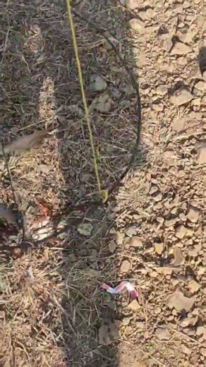 catching crabs using net #crab #fishing #shorts