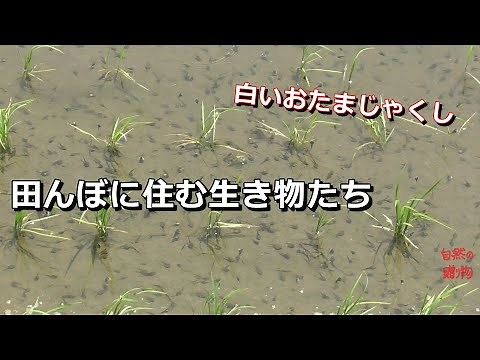 【田んぼに住む生き物たち】おたまじゃくし アルビノ？？