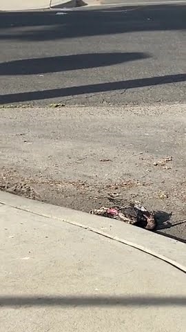 Large bird takes out power lines, causes power outage