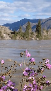 Vertical Video Rhododendron Dauricum Bushes Flowers Stock Footage Video (100% Royalty-free) 3641949243 | Shutterstock