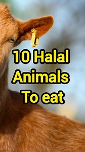 130K views · 1.2K reactions | 10 halal Animals to eat | Quran Classes Online | Facebook
