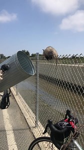 105M views · 62K reactions |  Animal rescue in effect at Talbert...