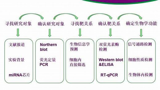 【miRNA一点通】miRNA功能研究的基本设计_高清1080P在线观看平台_腾讯视频