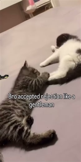 Who is this distinguished gentleman #funny #cat #fyp #meme #viralvideo