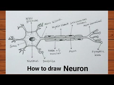 How to Draw Neuron Diagram Easily With Label / How to Draw Nerve Cell Easily ‪@HabibDrawingSchool‬