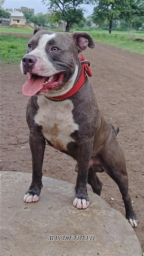 Which Dog Will Protect You From a Pitbull Attack? 🤯🥵 #max #pitbull #facts #dogshorts #dogbreed #s...